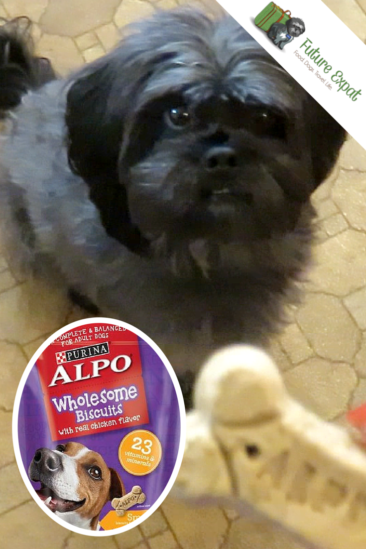 Milo Settles into Our New Home with  Alpo Wholesome Dog Biscuit Review - Future Expat