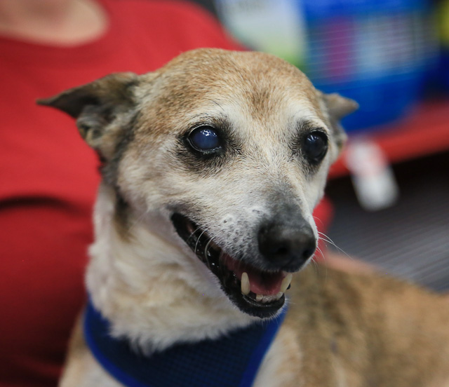 12 Small Dogs Looking for Forever Homes  from Senior Dogs 4 Seniors | Future Expat