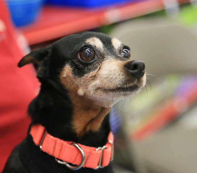 12 Small Dogs Looking for Forever Homes  from Senior Dogs 4 Seniors | Future Expat