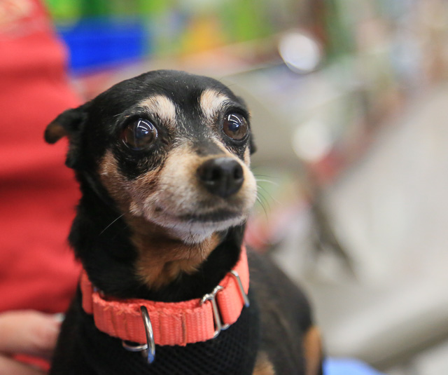 12 Small Dogs Looking for Forever Homes  from Senior Dogs 4 Seniors | Future Expat