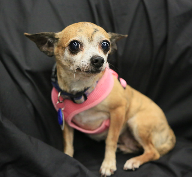 12 Small Dogs Looking for Forever Homes  from Senior Dogs 4 Seniors | Future Expat