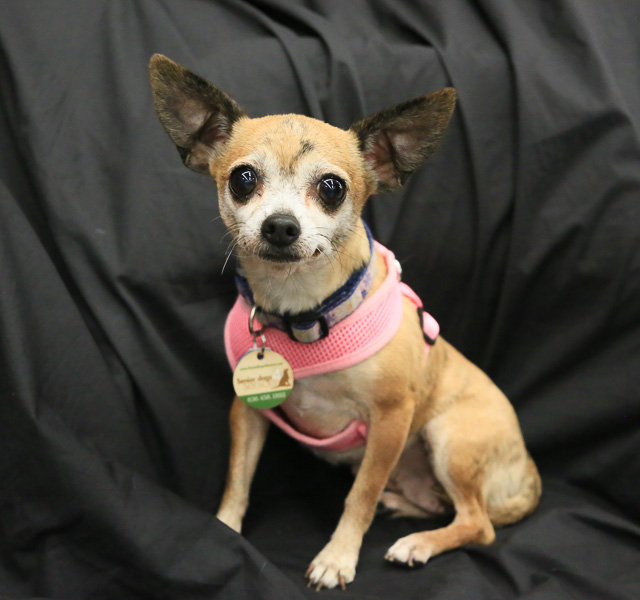 12 Small Dogs Looking for Forever Homes  from Senior Dogs 4 Seniors | Future Expat