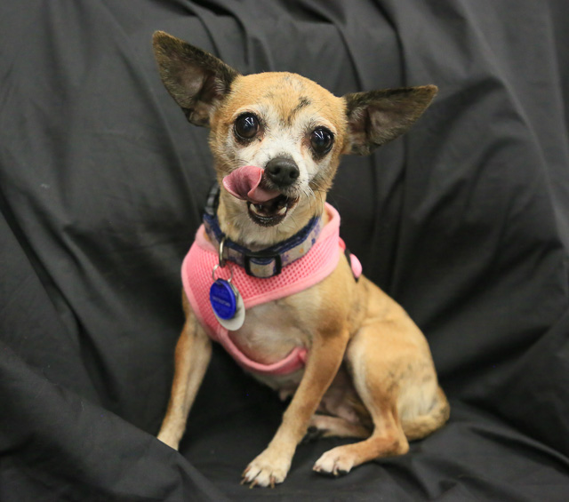12 Small Dogs Looking for Forever Homes  from Senior Dogs 4 Seniors | Future Expat