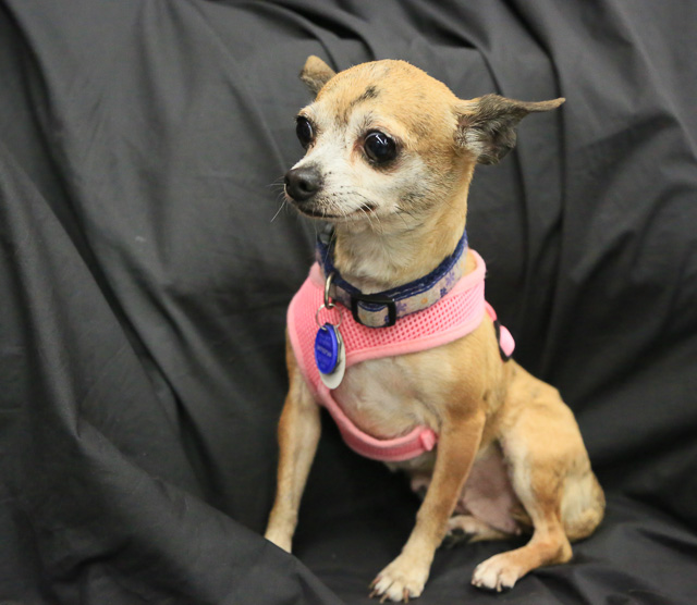 12 Small Dogs Looking for Forever Homes  from Senior Dogs 4 Seniors | Future Expat