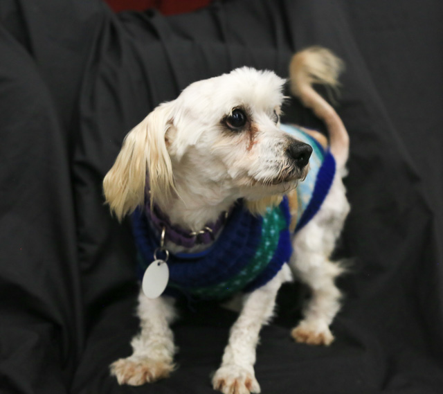 12 Small Dogs Looking for Forever Homes  from Senior Dogs 4 Seniors | Future Expat