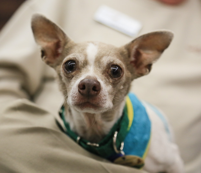 9 Small Dogs Looking for Forever Homes