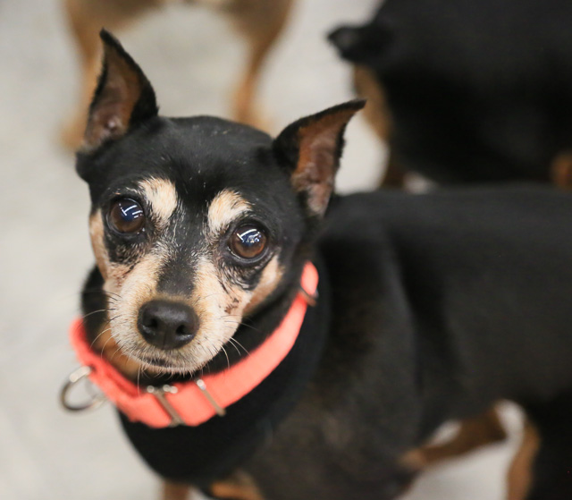 12 Small Dogs Looking for Forever Homes  from Senior Dogs 4 Seniors | Future Expat
