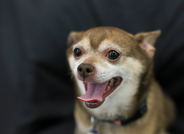 12 Small Dogs Looking for Forever Homes  from Senior Dogs 4 Seniors | Future Expat