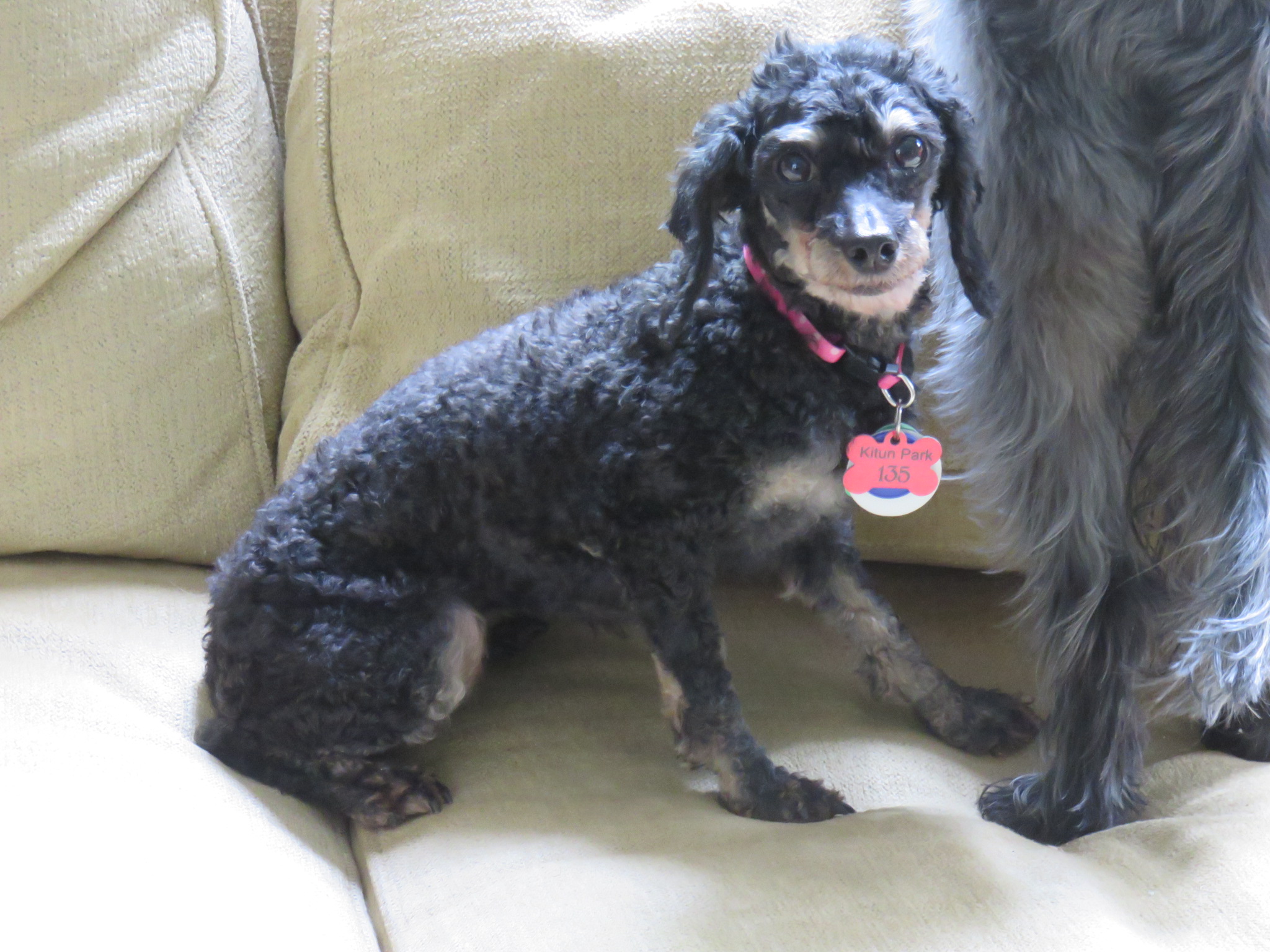 Help Find Stella the Toy Poodle a Forever Home