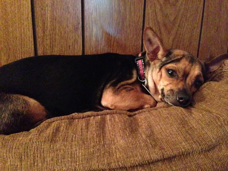 National Dog Day - Foster Dogs | Future Expat